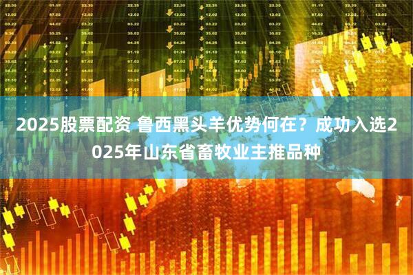 2025股票配资 鲁西黑头羊优势何在？成功入选2025年山东省畜牧业主推品种
