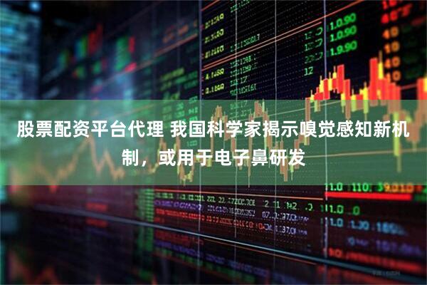 股票配资平台代理 我国科学家揭示嗅觉感知新机制,或用于电子鼻研发